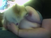 Zoophilia Sex Video - Small dog licking her nipp